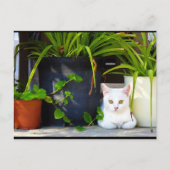 植物の中の猫 ポストカード (正面)