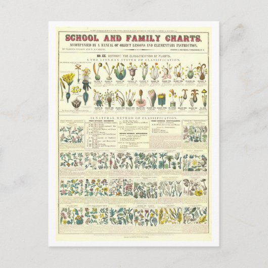 植物の分類の教育図 ポストカード (正面)