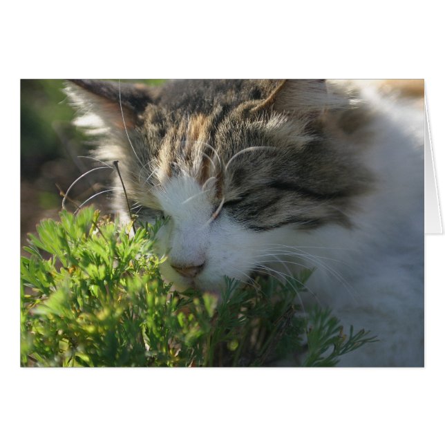 植物の匂いを嗅ぐ猫 (正面横)