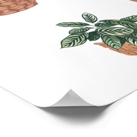 植物の収集6 ポスター (角)