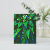 植物の朝露 ポストカード (スタンド正面)