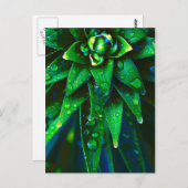 植物の朝露 ポストカード (正面/裏面)