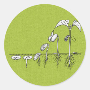植物の発生のイラストレーション ラウンドシール
