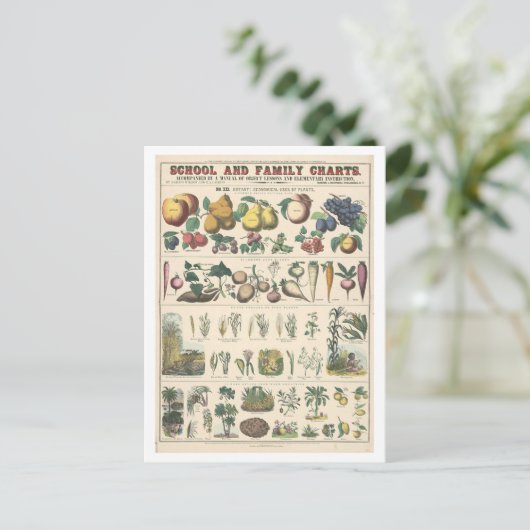 植物の経済的用途の教育図 ポストカード (スタンド正面)