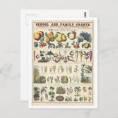 植物の経済的用途の教育図 ポストカード (正面/裏面)