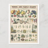 植物の経済的用途の教育図 ポストカード (正面)