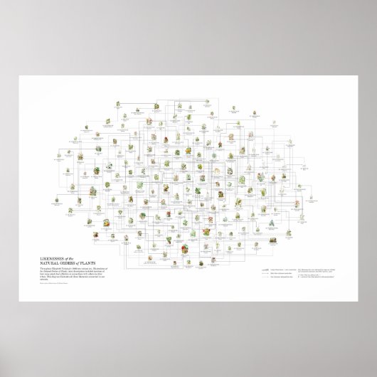 植物の自然秩序 – 想像 ポスター (正面)