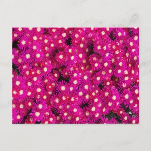 植物の花 ポストカード (正面)