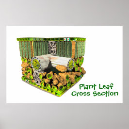 植物の葉のポスターの解剖学 ポスター