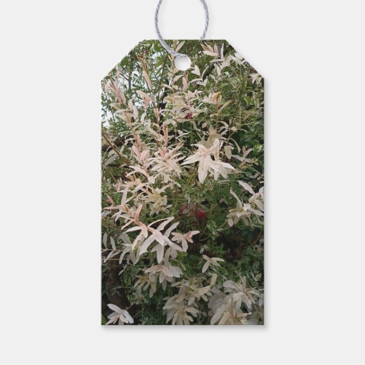 植物の野の花ギフトタグ ギフトタグ (正面)