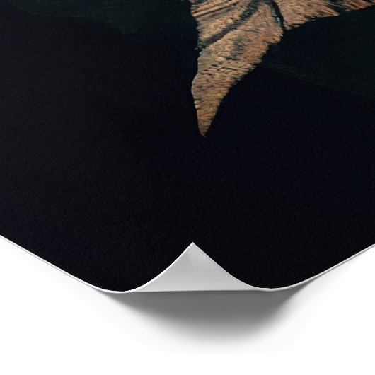 植物の骨格 ポスター (角)