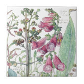 植物のFoxgloveの野生の花によってはタイルが開花します タイル (正面)