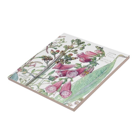 植物のFoxgloveの野生の花によってはタイルが開花します タイル (側面)