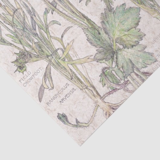 植物のRanunculusによっては花のティッシュペーパーが開花します 薄葉紙 (詳細)