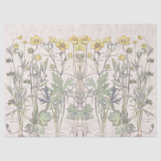 植物のRanunculusによっては花のティッシュペーパーが開花します 薄葉紙 (正面)