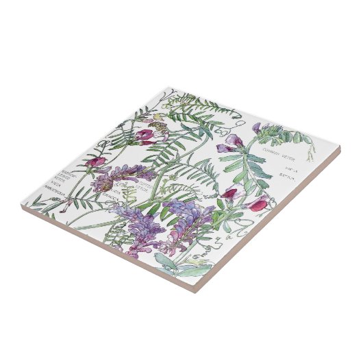 植物のVetchの野生の花によってはタイルが開花します タイル (側面)