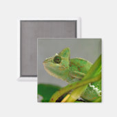 植物はがきの間のベール入りカメレオンのクローズアップ マグネット (正面/裏面)