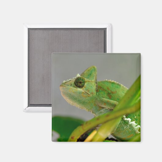 植物はがきの間のベール入りカメレオンのクローズアップ マグネット (正面/裏面)