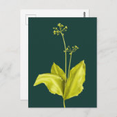 植物アートグリーン植物自然愛好植物学者 ポストカード (正面/裏面)