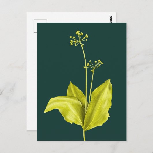植物アートグリーン植物自然愛好植物学者 ポストカード (正面/裏面)