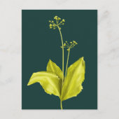 植物アートグリーン植物自然愛好植物学者 ポストカード (正面)