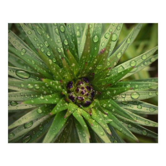 植物クローズアップ フォトプリント            (正面)