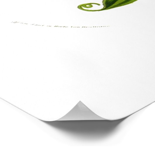 植物メソニカ(Gloriosa superba) ポスター (角)