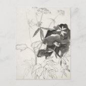 植物勉強 | Carel Adolph Cachet ポストカード (正面)