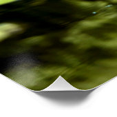 植物園の睡蓮 ポスター (コーナー)