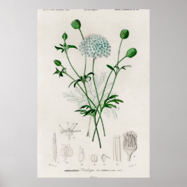 植物園の青い野の花イラスト ポスター