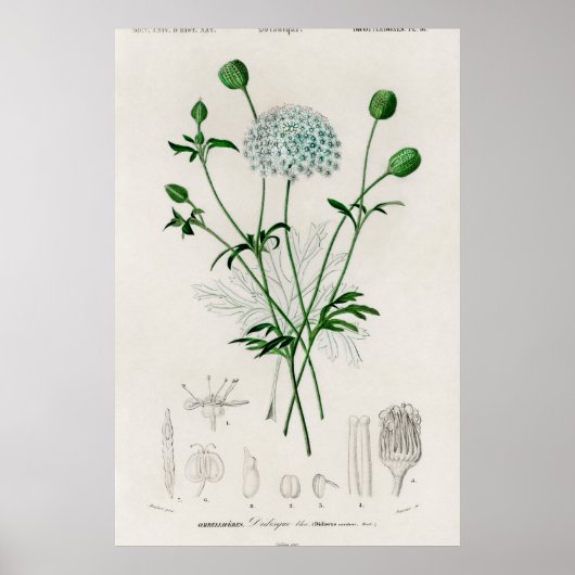植物園の青い野の花イラスト ポスター (正面)