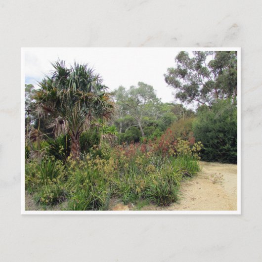 植物園キャンベラ ポストカード (正面)
