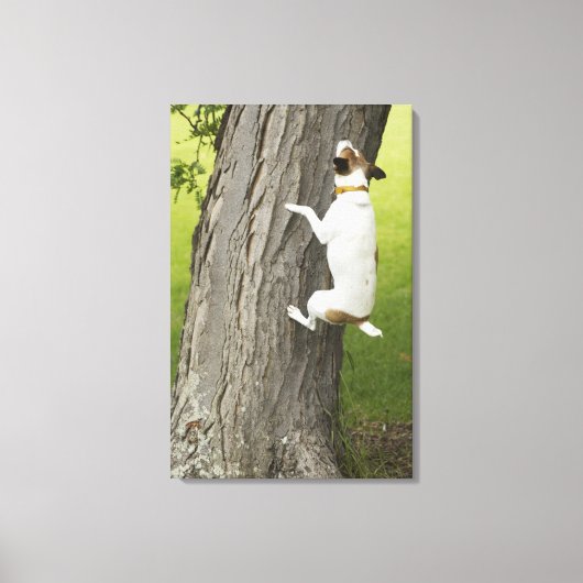 植物園，シドニー，ニューサウスウェールズ， 4 キャンバスプリント (正面)