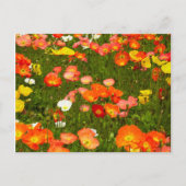 植物園 ポストカード (正面)