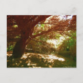 植物園 ポストカード (正面)