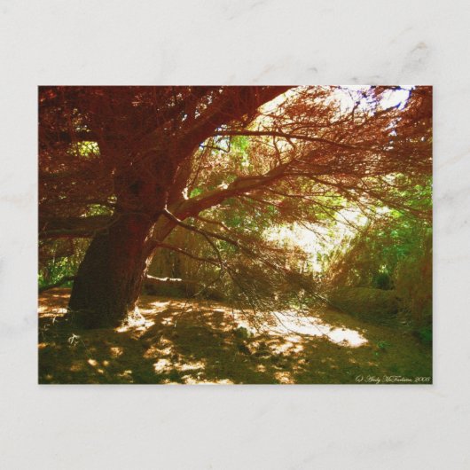 植物園 ポストカード (正面)