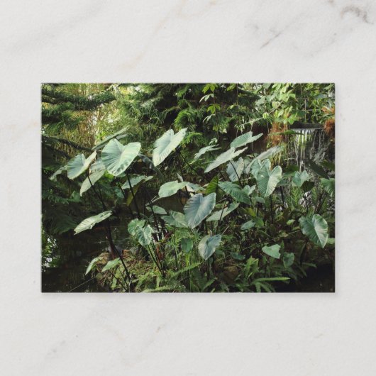 植物園 名刺 (正面)