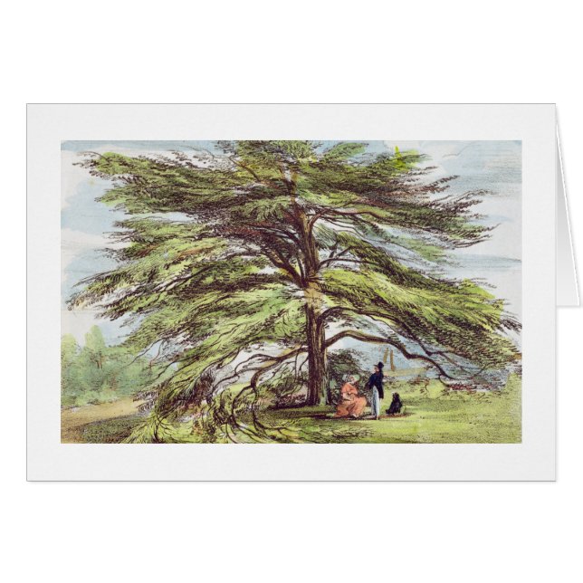 植物園、Kew Gardeのレバノンのヒマラヤスギ木 (正面横)