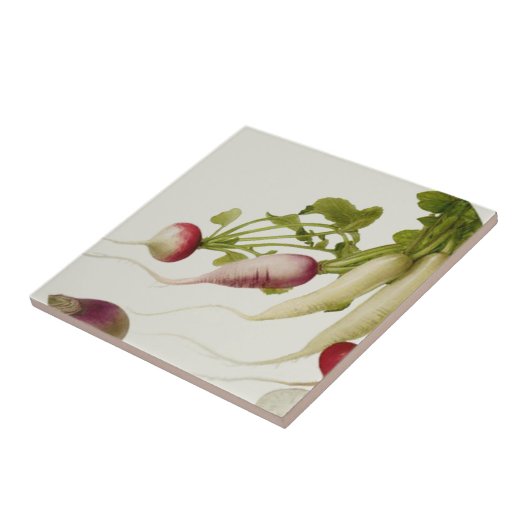 植物大根 タイル (側面)