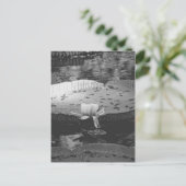 植物学の ポストカード (スタンド正面)