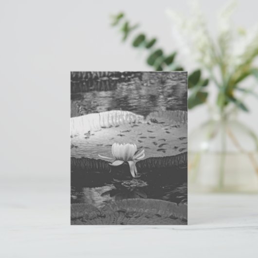 植物学の ポストカード (スタンド正面)