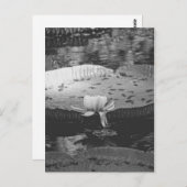 植物学の ポストカード (正面/裏面)