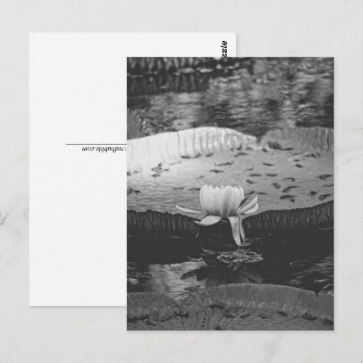 植物学の ポストカード (正面/裏面)