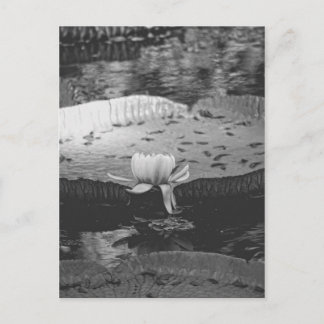 植物学の ポストカード