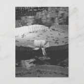 植物学の ポストカード (正面)