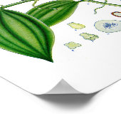 植物学アット：バニラプラント ポスター (角)