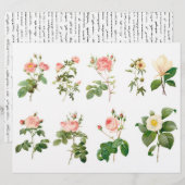 植物学ローズ 繊細なカット・裏面にスクリプト (正面/裏面)