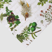 植物学薬草（植物）植物（植物） 薄葉紙 (詳細)