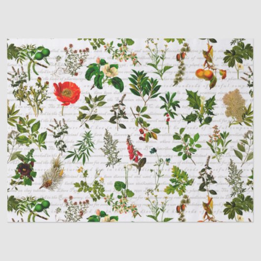 植物学薬草（植物）植物（植物） 薄葉紙 (正面)