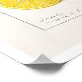 植物学「レモン」アマンダアルミラニュートン ポスター (角)